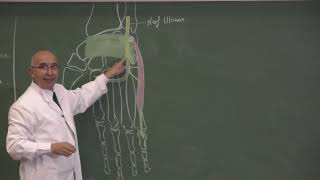 COURS ANATOMIE 16 Main  vascul memb sup [upl. by Matthias]