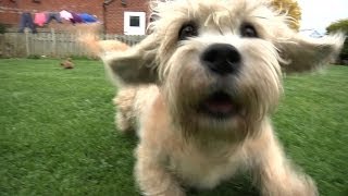 Dandie Dinmont Terriers  Bests of Breed [upl. by Eylrahc]