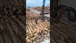 self Discharging cargo timberlogs wismar germany shorts [upl. by Calmas]