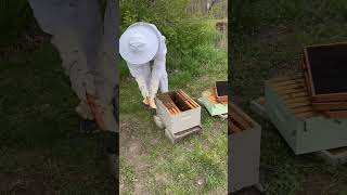 asmr bee bees food life oddlysatisfying satisfying explore share wildlife nature reels [upl. by Areht]