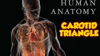 CAROTID TRIANGLE  GENERAL ANATOMY  ANTERIOR TRIANGLES OF NECK [upl. by Inohs]