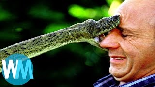 Top 10 des serpents les plus DANGEREUX du monde [upl. by Falo103]