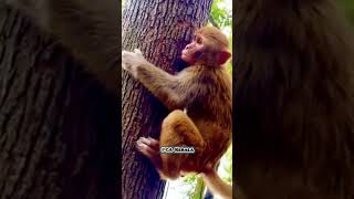 The little monkey calls but no one goes Macaca Macaque Bandar Monkey shorts video Monkey sound [upl. by Assirrem835]