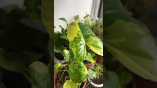 Philodendron burle max the beautiful variegated 🌱 [upl. by Moht]