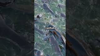 The Goonch Catfish – A River Monster [upl. by Aseen855]