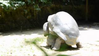 REPRODUCTION DE TORTUES GEANTES [upl. by Miranda]