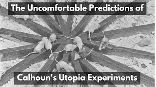 The Uncomfortable Predictions of Calhouns Utopia Experiments [upl. by Tselec579]