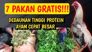 PAKAN GRATIS 7 DEDAUNAN TINGGI PROTEIN UNTUK PAKAN AYAM CEPAT BESAR [upl. by Koral]