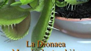 Dionaea Muscípula cazando moscampg [upl. by Mccallion]