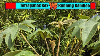 Tetrapanax Rex Vs Running Bamboo [upl. by Cown]