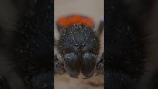 photographing a velvet spider photography wildlifephotography macro macrophotography bts [upl. by Aicac]