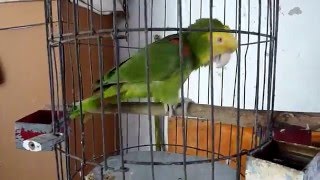 Parrot Rodrigo singing quotLas Mañanitasquot a traditional Mexican birthday song [upl. by Adnihc57]