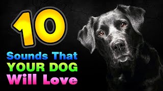 10 Sounds That Your Dog Will Love GUARANTEED [upl. by Ettevram]