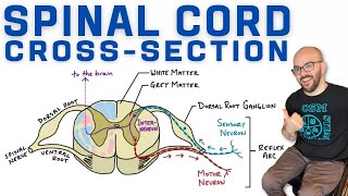 Spinal Cord CrossSection  Anatomy Reflex Arc and AscendingDescending Tracts [upl. by Brigitta]