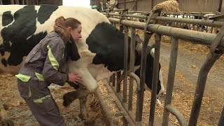 Au plus près des animaux Roxane fait ses premiers pas dostéopathe animalier en Normandie [upl. by France114]