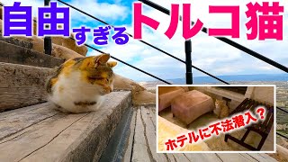 自由すぎるトルコ猫〜ホテルの部屋にまさかの不法侵入 [upl. by Dickerson323]