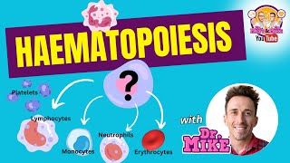 Hematopoiesis  Erythropoiesis [upl. by Eltsirc]