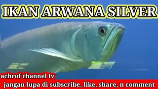 IKAN ARWANA SILVER [upl. by Oirrad]