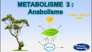 Metabolisme part 3  Anabolisme  Biologi kelas 12 SMA [upl. by Hartmunn]