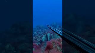 spearfishing pescasubmarina jurel meandrossub [upl. by Sibelle]