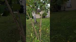 Crepe myrtle tree [upl. by Josi371]