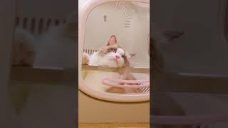 Gentle drying process just like a cozy sunlit afternoon foryou cat petsnowy smarthome tech [upl. by Dagney]