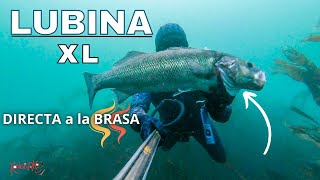 ✅PESCA SUBMARINA🔴LUBINA XL PESCA y DIRECTA a la PARRILLA La MÁS GRANDE DE ESTE AÑO [upl. by Knighton]