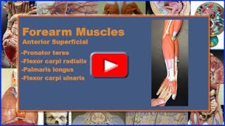 Superficial Forearm Muscles Origin Insertion Action Innervation and Blood Supply [upl. by Mojgan]