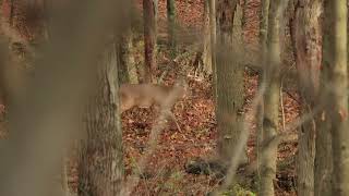 Multiple Bucks Cruising Nov 6th amp 7th Ohio Rut [upl. by Aivad231]