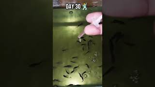 My experience🤩Day 1 to 6 month💥Flowerhorn kutties Valakura process💥petvlog tamilshorts tamil [upl. by Haduj964]