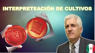 Microbiologia Cómo interpretar un cultivo Dr Alejandro Macías [upl. by Airtemad]