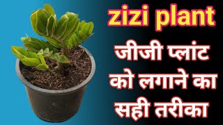 zizi plant । जीजी प्लांट को लगाने का सही तरीका zizi plant [upl. by Adiene]