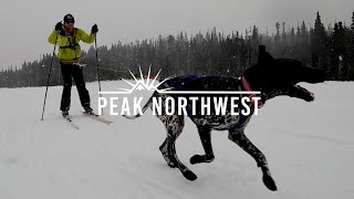 Skiing with dogs Skijoring is as fun and wild as it looks  Peak Northwest [upl. by Sibley871]