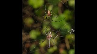 Mating Dance and Lullaby of Leucauge venusta [upl. by Schwinn]