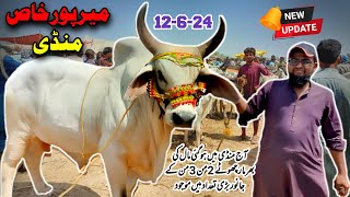 Mirpurkhas Cow Mandi 2024  12 June 2024  Latest Mandi Update [upl. by Berthe]