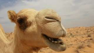 Nature Voices  Camel Grunting [upl. by Tsan754]