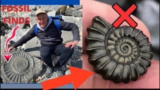 Lyme Regis Fossils Finds [upl. by Schmeltzer]