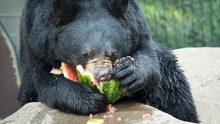 Animals Chomping Watermelons [upl. by Ablasor777]