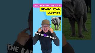 The Lifespan and Care of a Neapolitan Mastiff petzpaws learndontreturn neapolitanmastiffdogbreed [upl. by Aneekas]