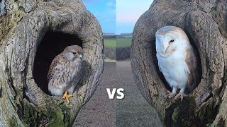 Kestrel vs Barn Owl  Dramatic Fight for Best Nest Box  Mr amp Mrs Kes  Robert E Fuller [upl. by O'Donoghue]