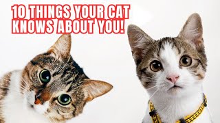 10 Things Your Cat Knows About You 😻 [upl. by Norreg]