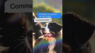 CHANGER le PRÉNOM de mon chien c’est possible [upl. by Ytsirhc18]