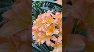 Peach or pink clivia flowers [upl. by Pallas]