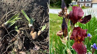 097 Plant bearded irises today 11132024 [upl. by Howenstein]