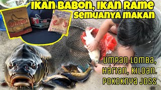 IKAN MAS BABON amp RAME SEMUANYA MAKAN  Racikan Umpan Ikan Mas Spesial Lomba Dan Harian Terbaru [upl. by Jami]