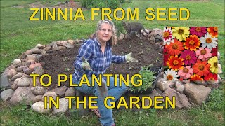 How to Grow Zinnias from Seed  To Planting Outside  Zinnia Tips [upl. by Anaitsirc552]