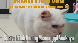 SUARA INDUK KUCING MEMANGGIL ANAKNYA  Anak Kucing Auto Nyamperin [upl. by Stilwell]