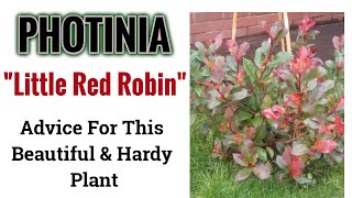 Photinia quotRed Robinquot  Advice For This Beautiful and Stunning Hardy Plant [upl. by Wightman740]