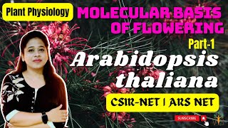 Flower Development in Arabidopsis 1 Flowering Genes CSIR NET  Floral Development in Arabidopsis [upl. by Johnathon]