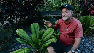 Rare Palms  Licuala Sallehana and Licuala Mapu [upl. by Granny]